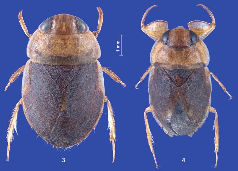 Zettel: New Naucoridae (Heteroptera) from China and the Philippines 29 Figs. 3 4: Male holotypes, dorsal aspect, of (3) Heleocoris jaechi sp.n. and (4) Stalocoris freitagi sp.n. Colour (dorsum: see Fig.