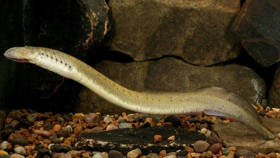 SECTION A FISHES TECHNICAL COMMITTEE MEMBERS Ohio Lamprey (Ichthyomyzon bdellium) a candidate species Rob Criswell photo Dr. David Argent California University of PA Mr.