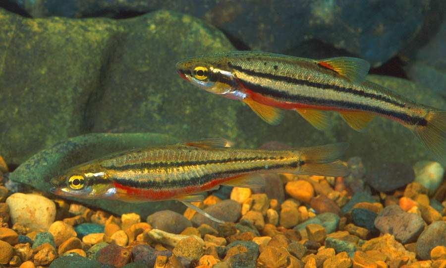 SECTION B THE STATUS OF PENNSYLVANIA FISHES Southern Redbelly Dace (Phoxinus erythrogaster) a threatened species Rob Criswell photo INTRODUCTION Pennsylvania supports a diverse assemblage of fishes.