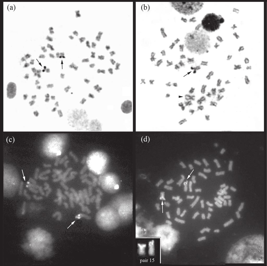 180 Chromosomal analyses in Megalonema platanum from South American rivers Fig. 2.