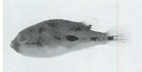 A pale grey band from lower lip below eye to gill opening. Pale supraorbital blotches (for terminology of dark marks see Fig. 5).