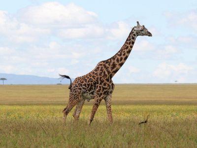 Groups of males have also been seen in between the camps, dominant male Giraffe will walk great distances looking for females in estrus.