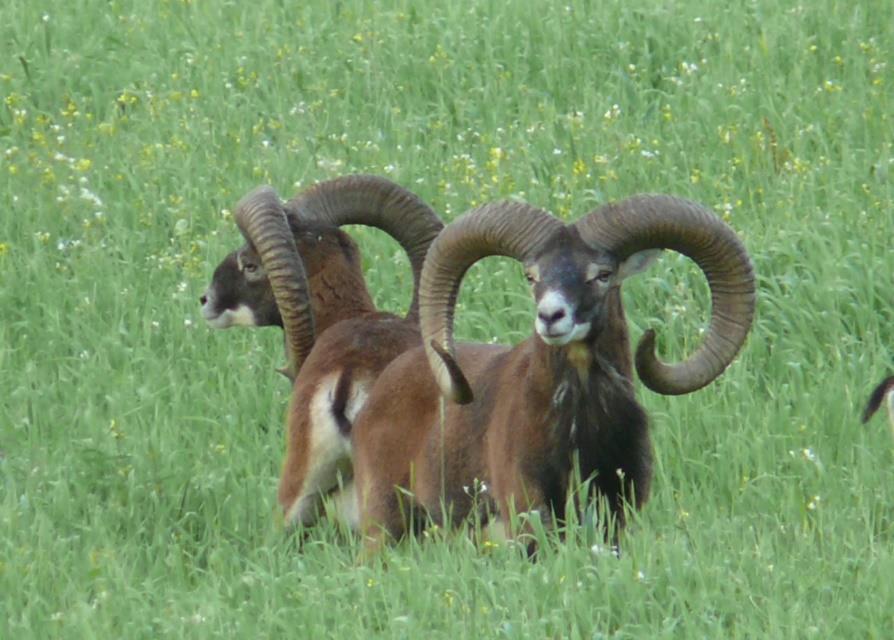 HOOFED GAMES Mouflons were brought at the mid of the XIX century to the Czech lands where they found an optimal habitat composed of hilly and rock grounds covered with broadleaved forests.