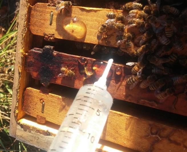 when it is cold out (30-55 degrees is ideal when the bees are loosely clustered). The vaporizer can be used all year, but requires extra equipment and extra safety precautions.