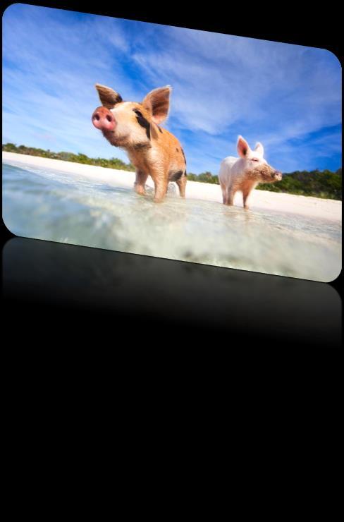 Exuma Escapes Pig s Island Transportation service provided from Grand Hyatt to the Paradise Island Ferry Terminal at Margaritaville @ 7:00am.