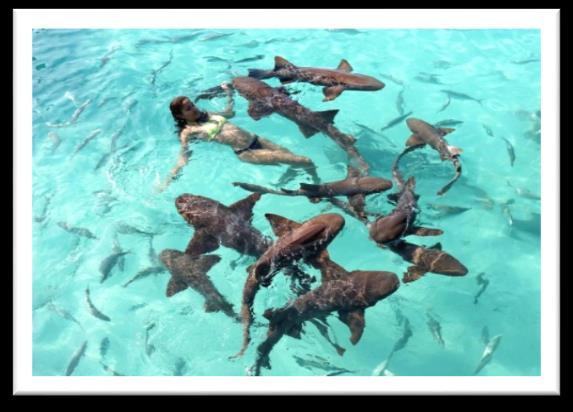 where you get a 20 minutes interaction with the Iguanas Take the boat to Black Point for a 1 hour lunch Take the boat to Compass Cay to interact with sharks for 30 minutes Then you will go to the