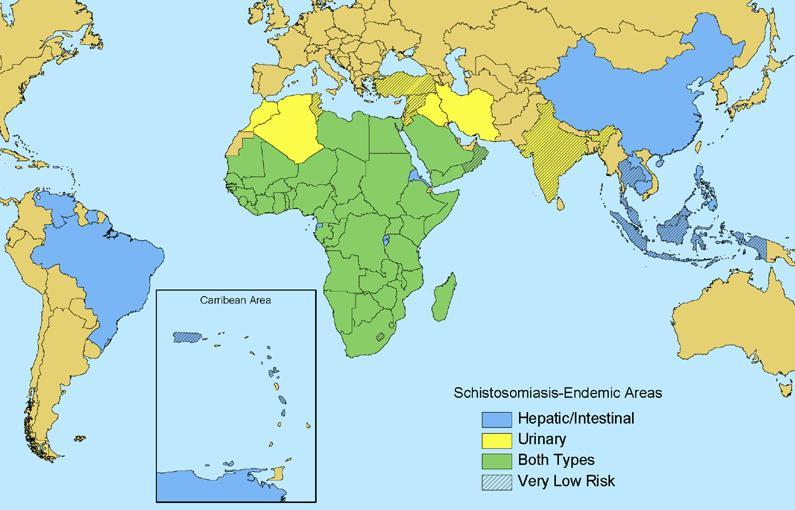 Figure 1: Global distribution of schistosomiasis (Map courtesy of US Centers for Disease Control and Prevention [8]) S. mansoni, S. haematobium, and S.