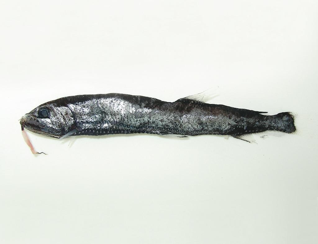 Remarks: This is the first record from Taiwanese waters. Astronesthes trifibulata Gibbs, Amaoka and Haruta 1984 (Fig. 10) Specimens examined: 4 (33-106).