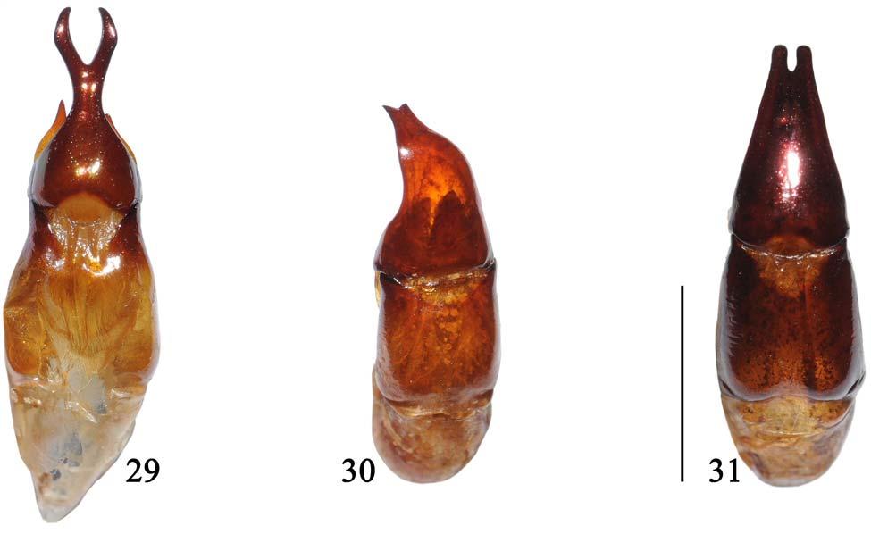 8 INSECTA MUNDI 0143, October 2010 MONZÓN Figure 29-31. Male genital capsule of Chrysina spp. 29) C. giesberti. 30) C. hawksi. 31) C. baileyana. Length of line 4 mm.