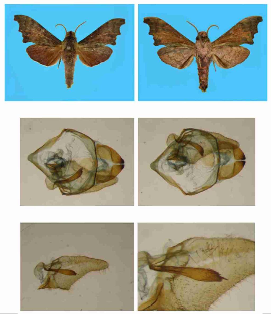 Suara Serangga Papua, 2013, 7 (3) Januari - Maret 2013 90 1 2 3 4 5 6 Figs 1 2. Cypa moniensis spec. nov. holotype : 1. upperside; 2. underside. Figs 3 6. Cypa moniensis spec. nov. holotype : 3.