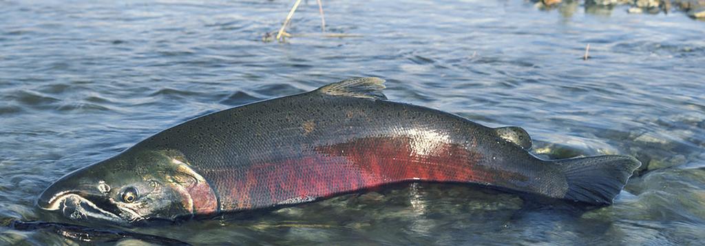 2. Upper Columbia River spring-run chinook salmon Endangered Species Act protected since 1999 Chinook salmon courtesy BLM In the Pacific Northwest, salmon are cultural icons.