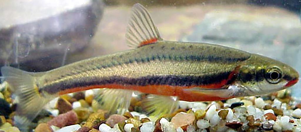 10. Laurel Dace Endangered Species Act protected since 2011 Laurel dace courtesy J.R. Shute, Conservation Fisheries, INC.