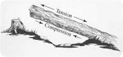 Chainsaw - Compression and Tension Cuts Before any timber is cut an