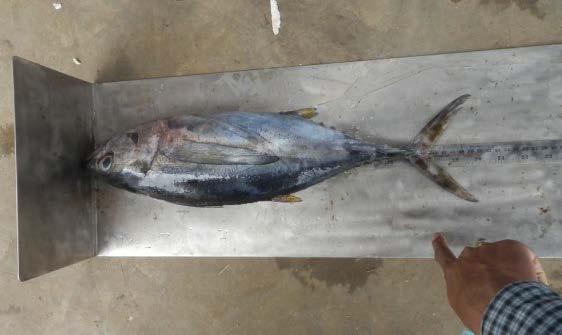 The fork length is read from the centre of the fork on the tape (Figure 7). Length reading Front of board Figure 7: The fork length of a juvenile yellowfin tuna measured with a board.
