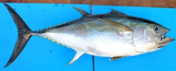 www.fishbase.se Figure 10. Thunnus albacares / Yellowfin Tuna / Madidihang / YFT 2.