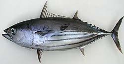 2014). Skipjack tuna do not have scales, except for the corselet and lateral line (Figure 11). The dorsal side is dark purple/blue and the ventral side and belly are silver.