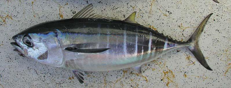 (Itano 2004) Figure 12: Thunnus obesus / Bigeye Tuna / Tuna Matabesar / BET 4. Thunnus alalunga / Albacores / Albakor / ALB The maximum length for albacore tuna is ~140cm.
