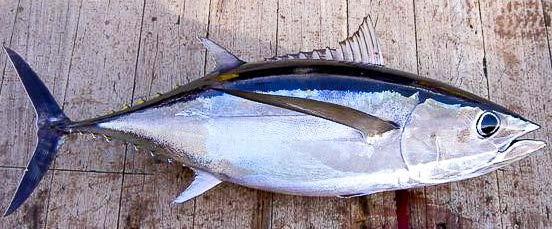 The pectoral fin can sometimes extend beyond the anal fin in larger individuals and has a pointed tip. The dorsal side is black, the ventral side is white and the finlets are dark. www.findeatdrink.