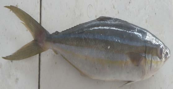 posterior of the body. The snout is long and pointy and the teeth are smaller than that of the Spanish Mackerel.