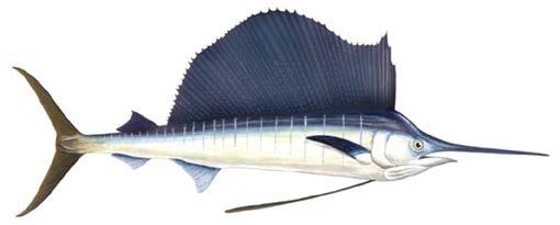 There are ~20 vertical stripes along the flanks of sailfish, each composed of small blue dots. The flanks sometimes have a brownish tinge. www.animaldiversity.