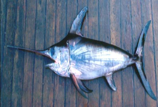 Xiphias gladius / Swordfish / Ikan Pedang / SWO The bill of swordfish is usually longer than those of other billfish species and is flattened instead of circular (Figure 21).