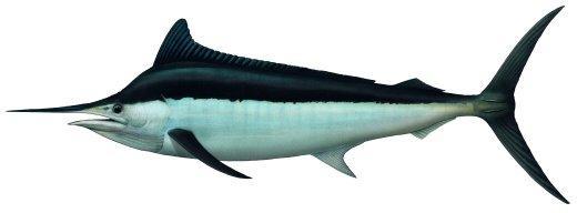 15. Istiompax indica / Black Marlin / Setuhuk hitam / BLM Black marlins can grow to >450cm, with females reaching larger sizes than males.