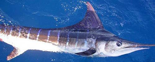 www.mexfish.com Figure 25: Kajikia audax / Striped Marlin / Setuhuk loreng / MLS 17.