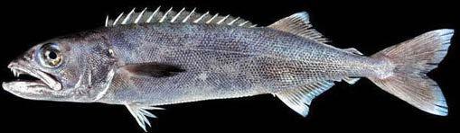 www.eol.org / Robertson Ross Figure 29. Ruvettus pretiosus / Oilfish / Ikan setan / OIL 21.