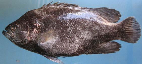 tripletail (Figure 30). The moth slants downwards, with the lower jaw protruding slightly beyond the upper jaw. The body is deep and compressed.