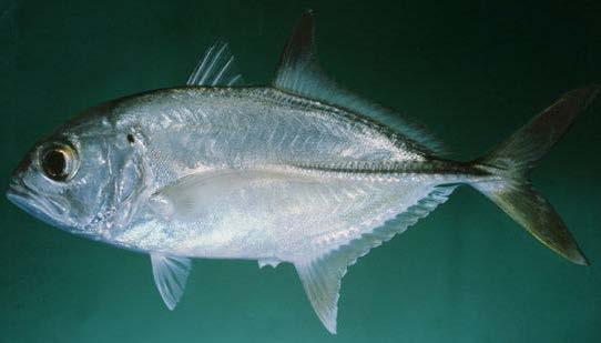The body is elongate and compressed. The bigeye trevally is silver/olive dorsally, with shades of iridescent blue/green. The ventral side is silver/white.