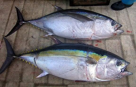 2.4. Standard Operating Procedure, SOP, IV Differentiating between yellowfin and bigeye tuna, juvenile and loin 2.4.1.