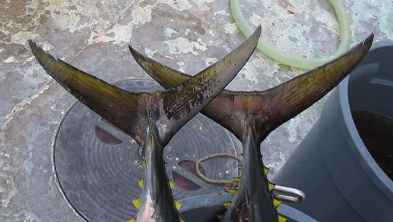 Yellowfin Bigeye Figure 38. Differences between caudal fin characteristics. The differences between the finlets can also be seen.