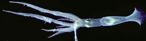 2. Chiroteuthis picteti / KTP This squid is medium sized and the most noticeable feature is the very long slender clubs when compared with other squids (Figure 42). www.tolweb.org Figure 42.