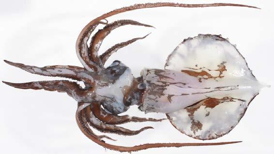 The fin attached to the mantle is semi-circular in shape and wider than other squid species (Figure 43).
