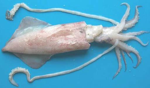 7. Loligo chinesnis / Mitre squid / OJH This squid can grow to a maximum length of 30cm. The mantle is cylindrical, which tapers to a blunt tip (Figure 46).