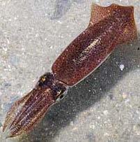 The clubs are long and slender with large suckers. www.ytsinofood.com Figure 46. Loligo chinensis / Mitre squid / OJH 8.