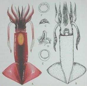 www.shell.sinica.edu.tw Figure 50. Sthenoteuthis oualaniensis / Purple back flying fish / YMO 12. Thysanoteuthis rhombus / Diamondback squid / YUR This squid can grow to lengths of 100cm.