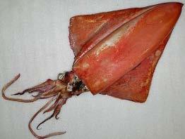 qld.gov.au Figure 51. Thysanoteuthis rhombus / Diamondback squid / YUR 13.
