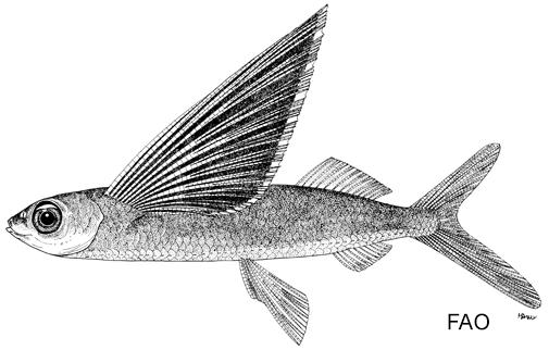 They are mainly dark in colour but with a narrow paler band around the edge (Figure 68). The pelvic fin is also large and wide, located towards close to the anus.