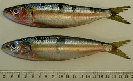 It is distinguishable from other Sardinella species by the number of rays in the pelvic fin; one unbranched and eight branched, whereas other species have one unbranched and seven branched.