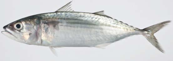 www.eol.org / Smithsonian Institute Figure 84. Rastrelliger kanagurta / Indian mackerel / Banyar, Kembung lelaki / RAG 48.
