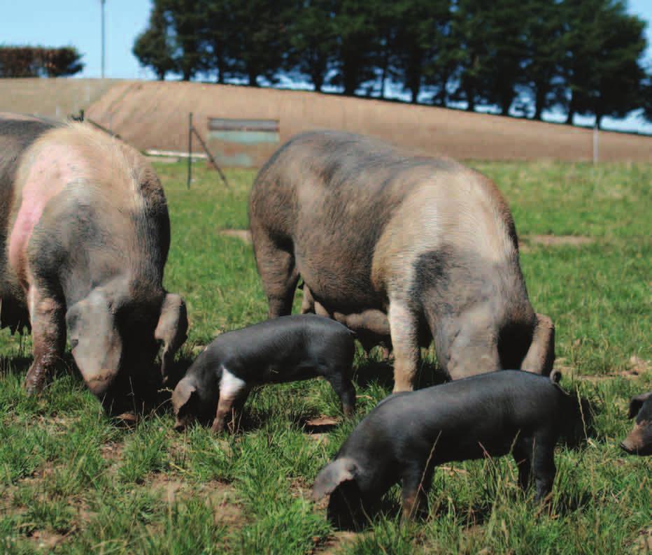 4.6 Pigs kept outdoors Standards 4.6.1 Access to shelters in cold weather and shade in hot weather must be provided to all outdoor pigs. 4.6.2 Feed and watering points must be provided so that all pigs can gain access and obtain their daily physiological requirements.