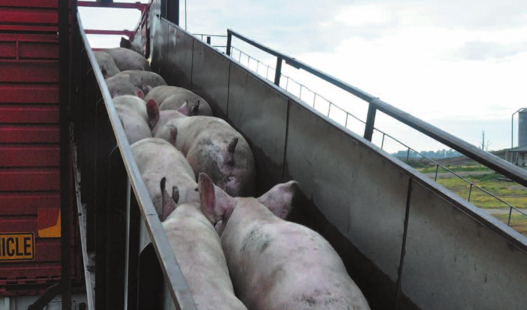 6 Preparation for transport and slaughter Pigs should be prepared and transported in accordance with the Australian Animal Welfare Standards and Guidelines Land Transport of