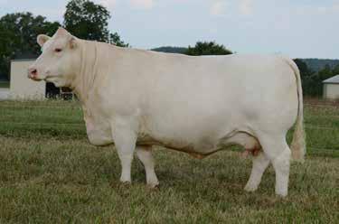 Her pedigree is solid Lindskov-Thiel success including the Jensen bred JCR Sir Duke 041 that Brent Thiel purchased from them. Notice the Brenda maternal side is the same line as Ledger comes up from.