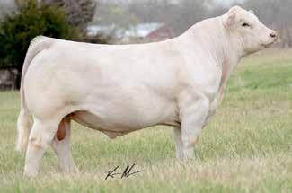 Lot 25 BAMBOO LADY DUKE 706 2347 ET 26 12/13/2012 EF1171216 Polled LHD MR PERFECT Y416 WCR SIR PERFECTION 734 LHD CIGAR E46 LHD MS SHOWME OFF W159 M434790 LHD MS CLASSIC BELL X613 LHD MR BELLMARK