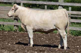 Riverdale - Spring Calving Bred Heifers Lot 33 Lot 34 RLL Goin Places 1329 RLL RIVERDALE D211 33 3/15/2016 F1228750 Polled KEYS ALL STATE 149X KEYS SPECIALIST 18U NS SCF RLL ALL AMERICAN 1310 E MISS