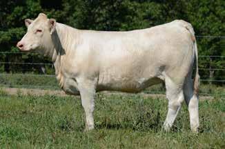 DOMINEER 7185 EATONS BUSBY 6609 0.8 1.6 37 72 7 3.6 25 1.5 217.52 Bred AI 6-10-17 to LT Long Distance 9001 Pld.