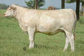 57 Bred AI 5-28-17 to LT Rushmore 8060 P and PE WC Rush Hour 6114 P ET from 6-18-17 to 8-1-17. Her sire has been productive for Cox Charolais in Kentucky.
