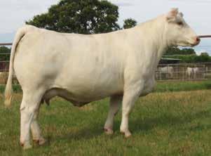Wild Indian Acres - Spring Calving Bred Heifers WIA MS LUCKY 097 PLD 39 9/1/2015 F1220348 Polled LT EASY BLEND 5125 PLD LT UNLIMITED EASE 9108 WC REFINED FUEL 9003 P ET LT BRENDA 1014 PLD EM777145