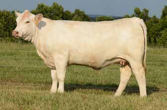 Wild Indian Acres - Spring Calving Bred Heifers WIA MISS STAR D079 45 2/24/2016 F1226551 Polled LT RUSHMORE 8060 PLD LT RIO BRAVO 3181 P CCC WC RESOURCE 417 P LT BRENDA'S EASE 3055PLD M846721 WC CCC